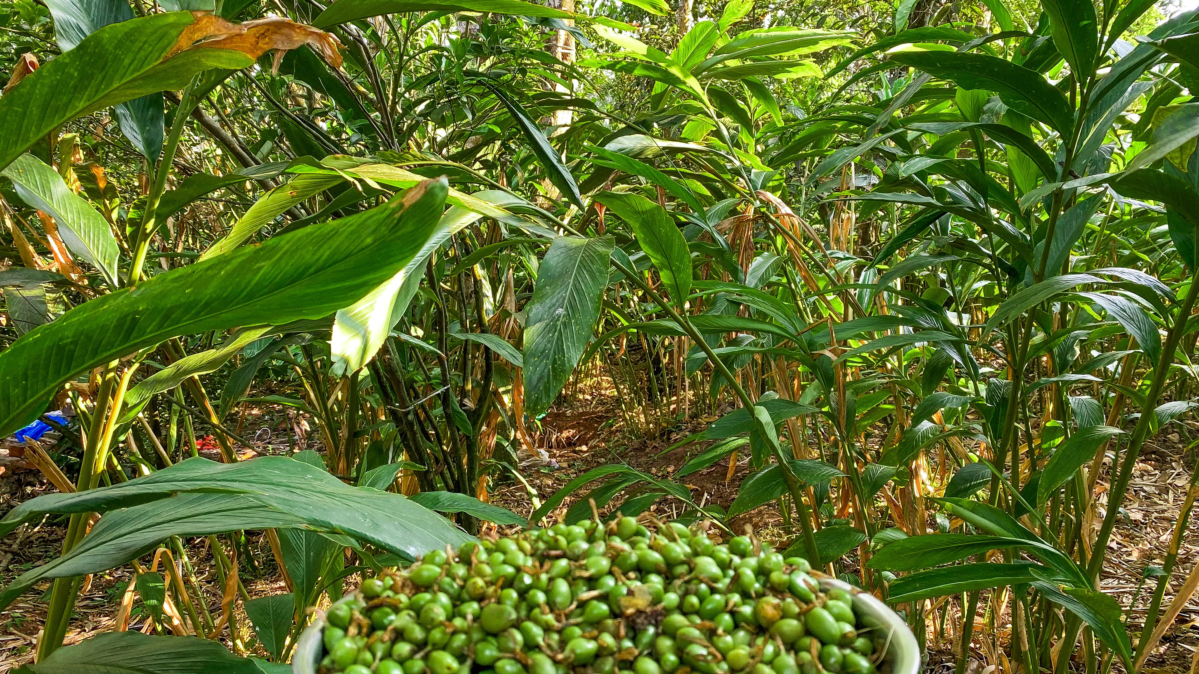 Zaas International Farm - Premium Spices